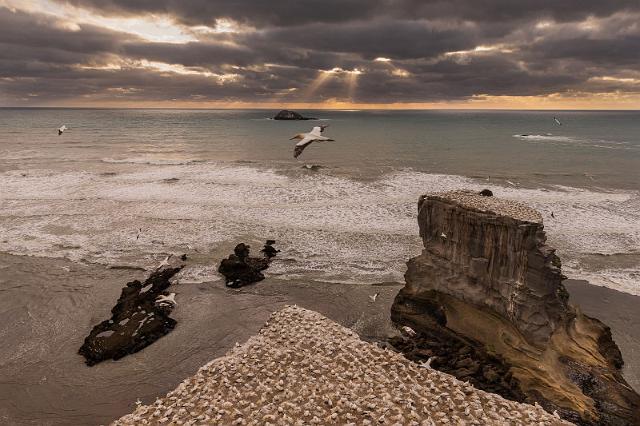 161 Muriwai Beach, Jan van Genten Kolonie.jpg